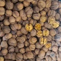 گردو محلی گردو بوانات و دشتک