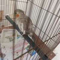 عروس هلندی