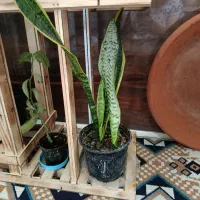 گل سانسوریا|گل و گیاه طبیعی|رشت, پیرکلاچای|دیوار