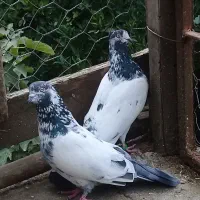 کبوتر پروازی گردن کلفت|پرنده|رشت, نیروی دریایی|دیوار
