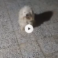 سلام ب همه دوستان این سگ دوزیدن