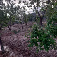 باغ-چهاردیواری-شده-در-بهترین-موقعیت