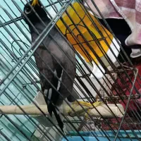 مرغ مینا|پرنده|طبس, |دیوار