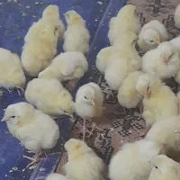 جوجه گوشتی راس سیستان و بلوچستان