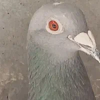 زاجر