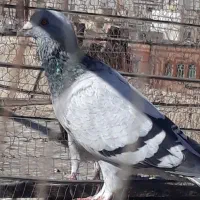 کبوتر