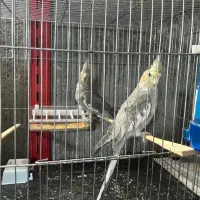 عروس هلندی سینامون