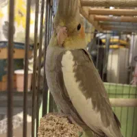 عروس هلندی سینامون نر