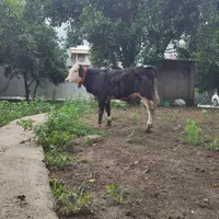 گوساله یا گاو نر سمینتال