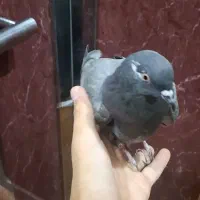 کفتر لطفا آگهی را بخوانید