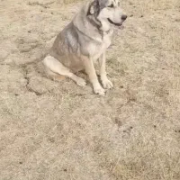 توله ماد ه عراقی ۱۰ ماهه فروشی