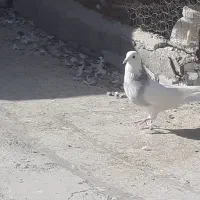 کبوتر گمشده