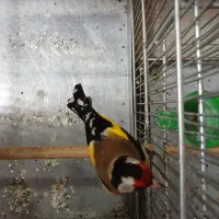 سهره رسمی قرص بیخون رام|پرنده|ری, صفاییه (چشمه علی)|دیوار