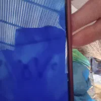 تخمه‌کدو‌تی۱۹
