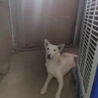 سفید برفی برای نگهبانی ویلا|سگ|کرمان, |دیوار