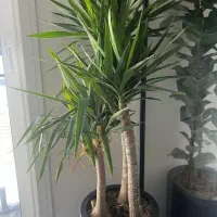 خدمات باغبانی هرسکاری گل کاری و تعویض خاک گلدون|خدمات باغبانی و درختکاری|تهران, صادقیه|دیوار