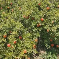 انار درجه یک  خوردنی و انار ربی موجود|حراج|گنبد کاووس, |دیوار
