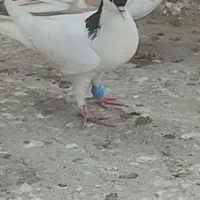 شهری یال|پرنده|خرمشهر, |دیوار