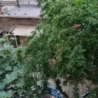 خانه ویلایی حیاط ماشین رو|فروش خانه و ویلا|تهران, مهرآباد|دیوار