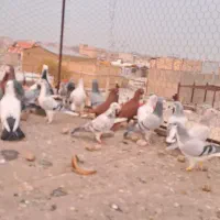 ۳۲عدد کفتر پرشی|پرنده|تاکستان, |دیوار