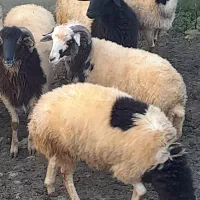 بره های نر فروشی مخصوص قربانی و داشتی و قصابی|حیوانات مزرعه|سیاهکل, |دیوار