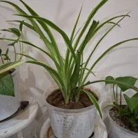 عروسک|اسباب‌‌بازی|نورآباد, |دیوار