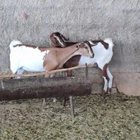 بز و کهره