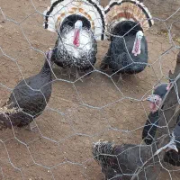 فروش بوقلمون محلی