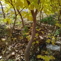 نهال توت .|گل و گیاه طبیعی|مشهد, کلاته برفی|دیوار