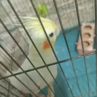 عروس هلندی|پرنده|پاکدشت, پاکدشت (مامازند)|دیوار