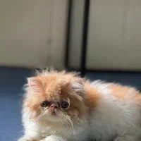 پرشین سوپرفلت دختر|گربه|شیراز, زرهی|دیوار