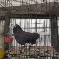کبوتر(کفتر) تهرانی و کاشانی|پرنده|اصفهان, شهرک صنعتی امیرکبیر (شاپور جدید)|دیوار