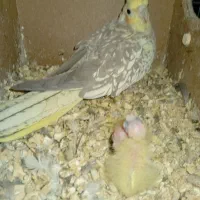 عروس هلندی مولد با جوجه