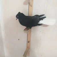 ماده زاغ دم سفیدکلاهی