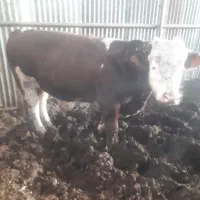 فروش فوری سه راس گوساله پرواری نر درجه یک