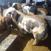 گوسفند قوچ فروشی کرستانی