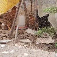 نیمچه سه ماهه و چهار ماهه