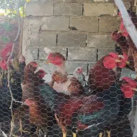 مرغ خروس محلی بیست عدد|حیوانات مزرعه|سرخنکلاته, |دیوار