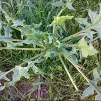 اسفناج کوهی