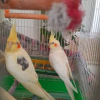 عروس هلندی