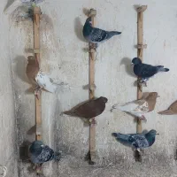 ۱۹ تا کفتر رنگی آلمانی