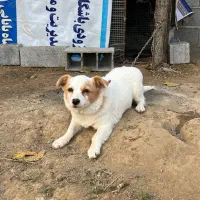 سگ ماده نژاد اشپیتز|سگ|ساری, |دیوار