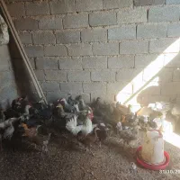 فروش ،مرغ ،خروس،بوقلمون|حیوانات مزرعه|بانش, |دیوار