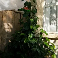 گل بهار نارنج|گل و گیاه طبیعی|سلماس, |دیوار