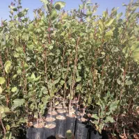 پشته پایه هیبریدی و پسته پایه امریکایی|خدمات باغبانی و درختکاری|فلاورجان, |دیوار