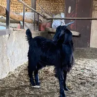 بزغاله نر