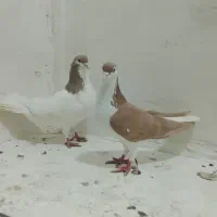 کفتر