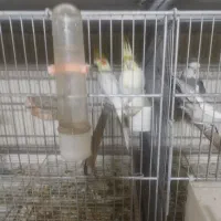 معاوظه یا فروش