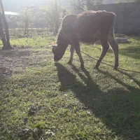 گاوشکمدارگوساله نرچالوسی|حیوانات مزرعه|گوراب زرمیخ, |دیوار