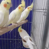 عروس هلندی|پرنده|اهواز, طالقانی|دیوار